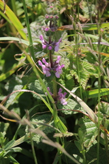 Stachys ajugoides