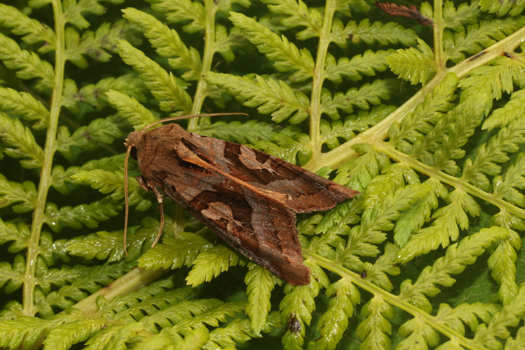 Phlogophora kruegeri