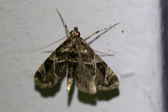 Oligostigmoides