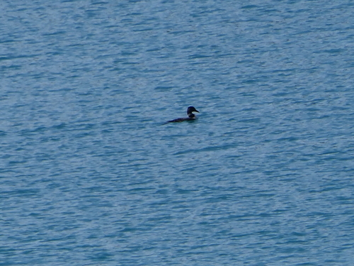 Common Loon