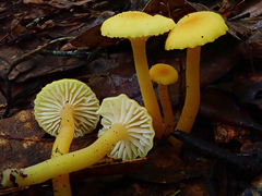 Hygrocybe cerinolutea