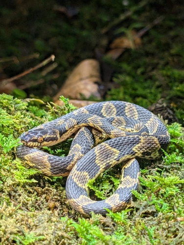 Hallberg's Cloud Forest Snake