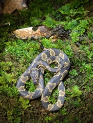 Hallberg's Cloud Forest Snake photo 2