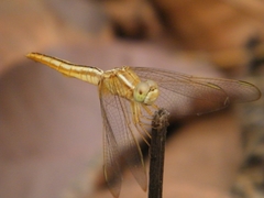 Crocothemis servilia