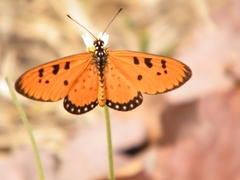 Acraea terpsicore