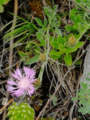 Psephellus sibiricus