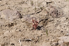 Aphyllon fasciculatum