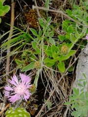 Psephellus sibiricus