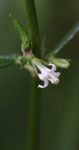 Hedyotis tenelliflora iNat (3)