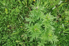 Cirsium kamtschaticum