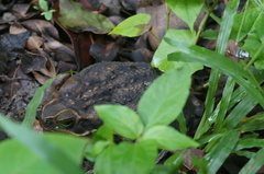 Rhinella marina
