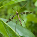 Band-winged Crane Fly - Photo (c) johannvonvorst, some rights reserved (CC BY-NC)