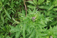 Cirsium kamtschaticum