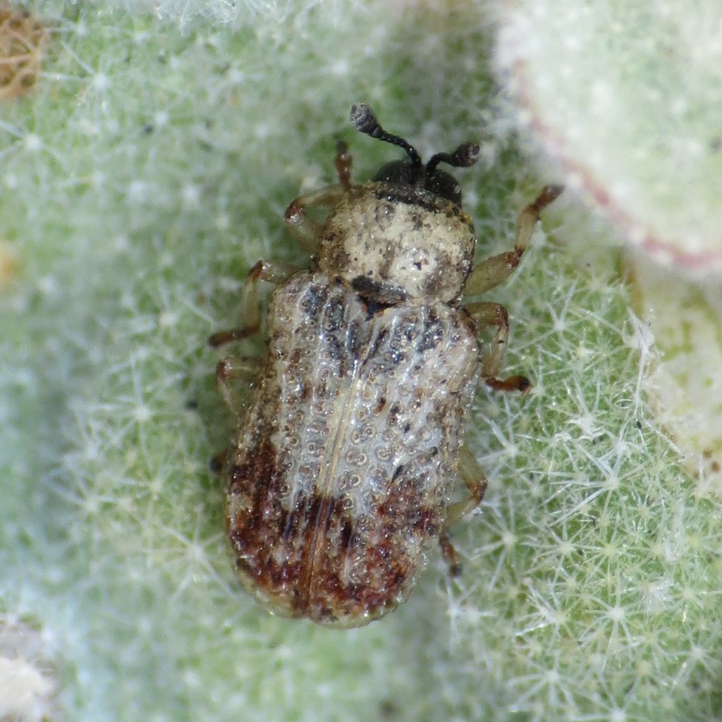 Brachycoryna pumila