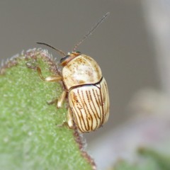 Cryptocephalus merus