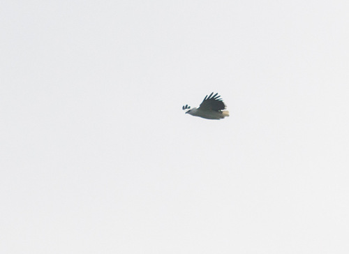Mantled Hawk (Pseudastur polionotus), photo 4