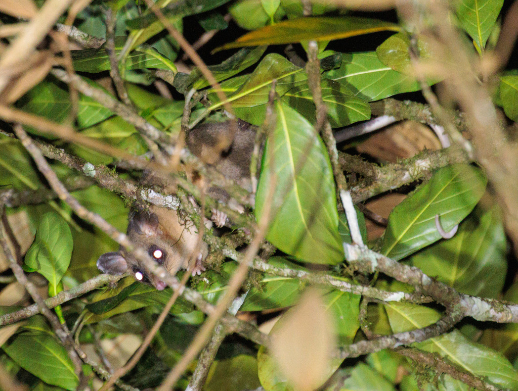 Woolly Mouse Opossum