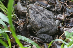 Rhinella marina