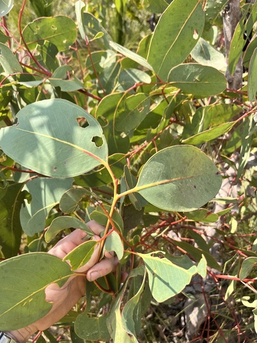 Image of Eucalyptus bancroftii by no rights reserved