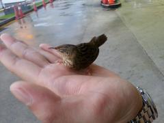 Locustella lanceolata