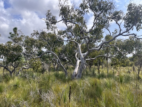 Image of Eucalyptus bancroftii by no rights reserved