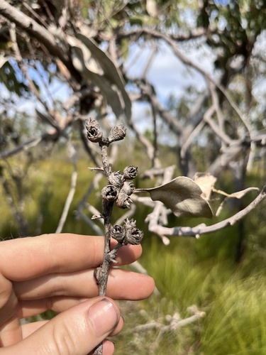 Image of Eucalyptus bancroftii by no rights reserved