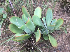 Kalanchoe paniculata