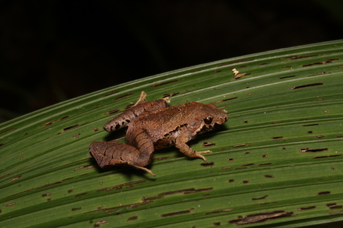 Bornean Narrow-mouthed Frog