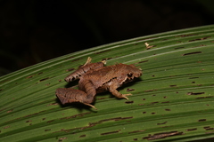 Bornean Narrow-mouthed Frog