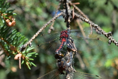 Leucorrhinia borealis