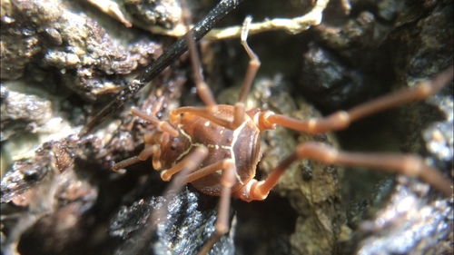 Say's Armored Harvestman