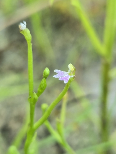 Stylidium tenellum (Stylidium tenellum)