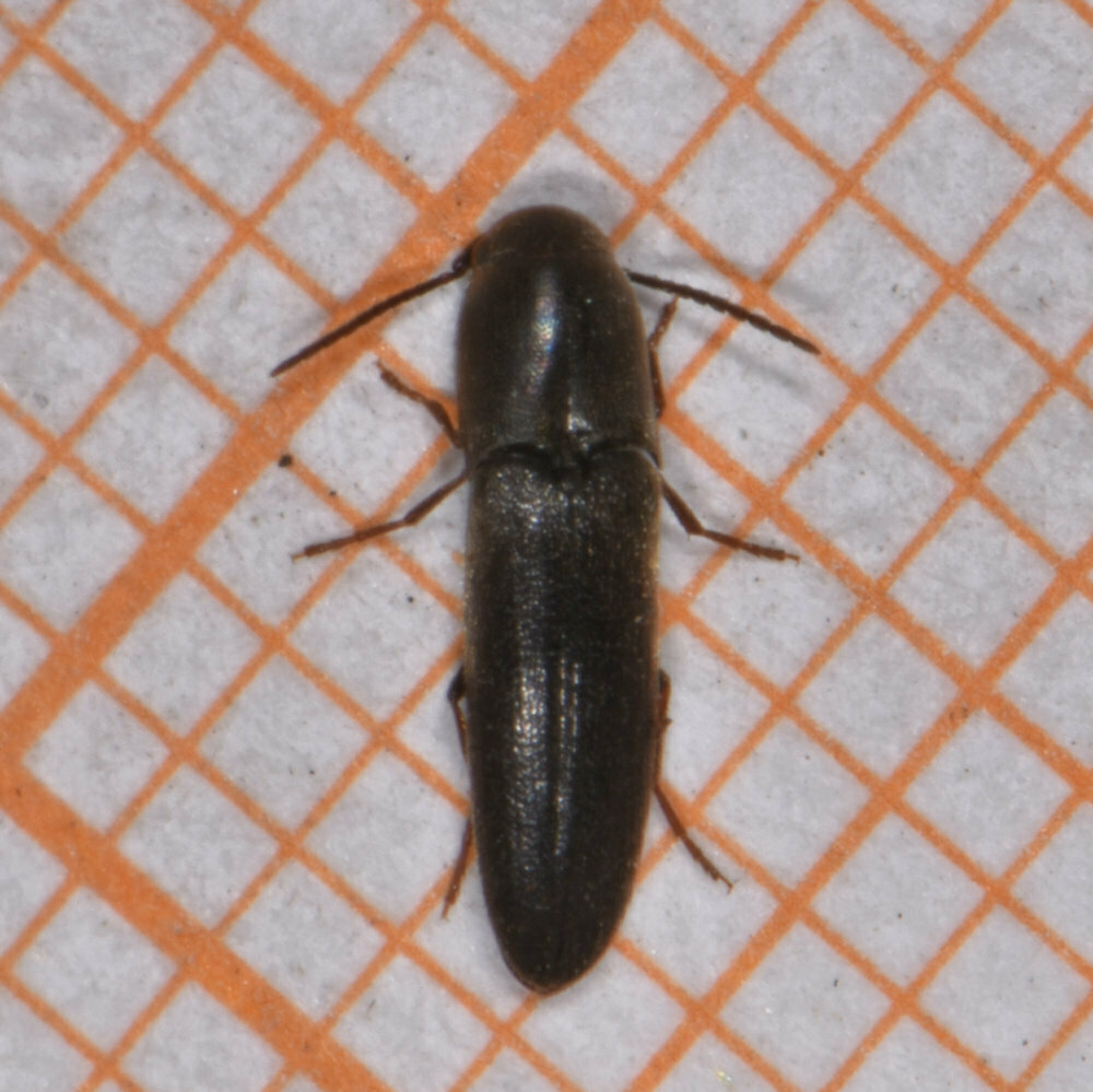 Dromaeolus cylindricollis