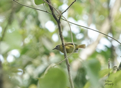 Phylloscopus xanthoschistos