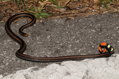 Banded Malaysian Coralsnake