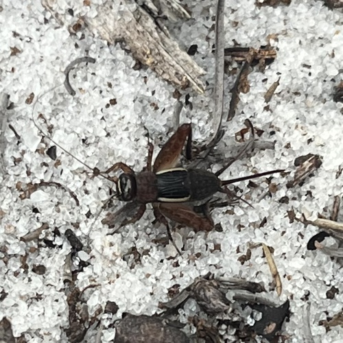 sandhills ground cricket