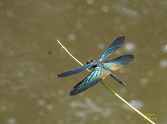 Rhyothemis plutonia