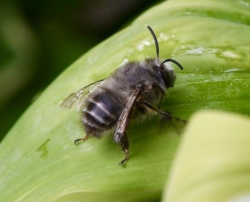 Asian Shaggy Digger Bee photographed in Pennsylvania