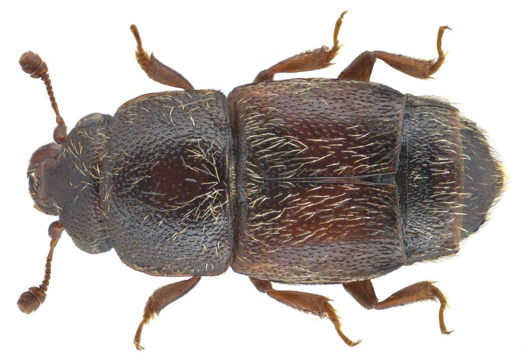 Corn Sap Beetle