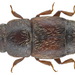 Carpophilus dimidiatus - Photo (c) Udo Schmidt, alguns direitos reservados (CC BY-SA)