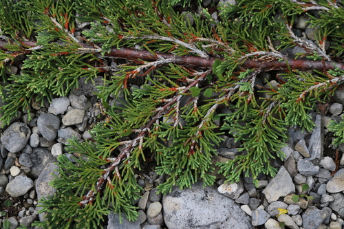 Juniperus horizontalis
