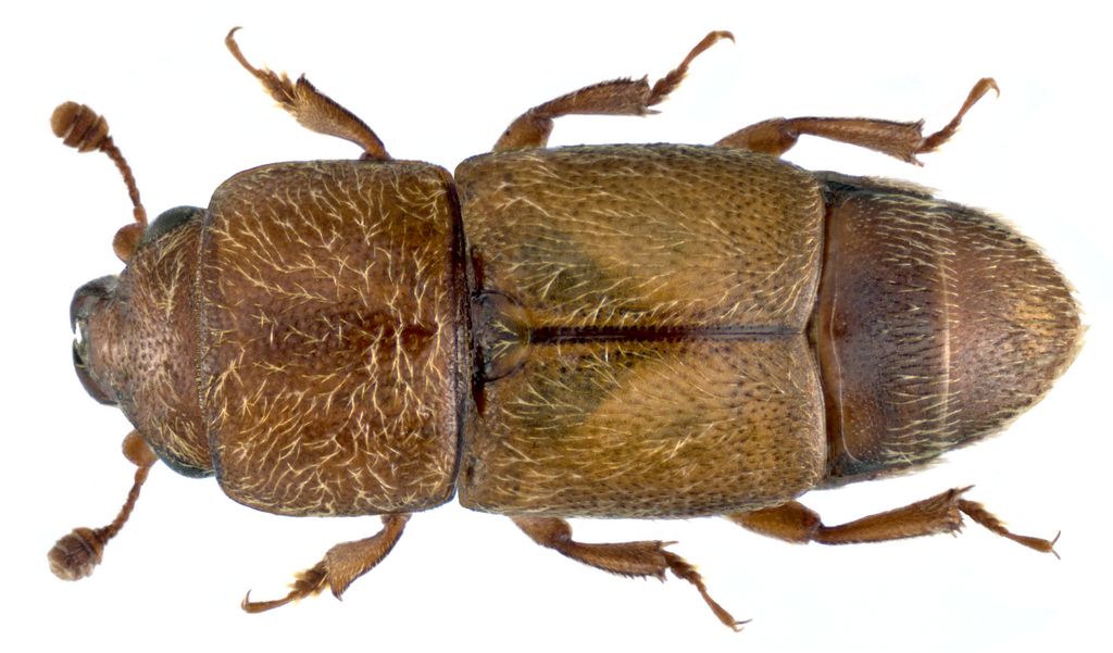 Confused Sap Beetle