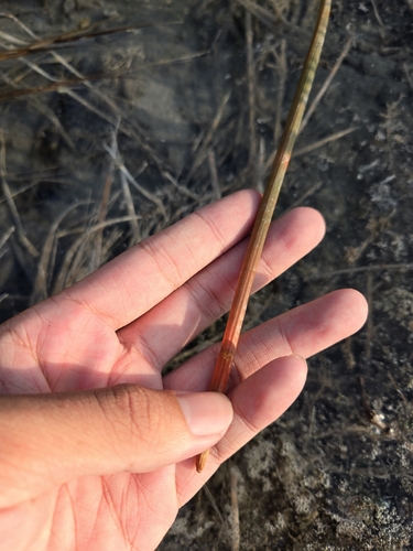 Image of Eleocharis dulcis by (c) jimmy, some rights reserved (CC BY)