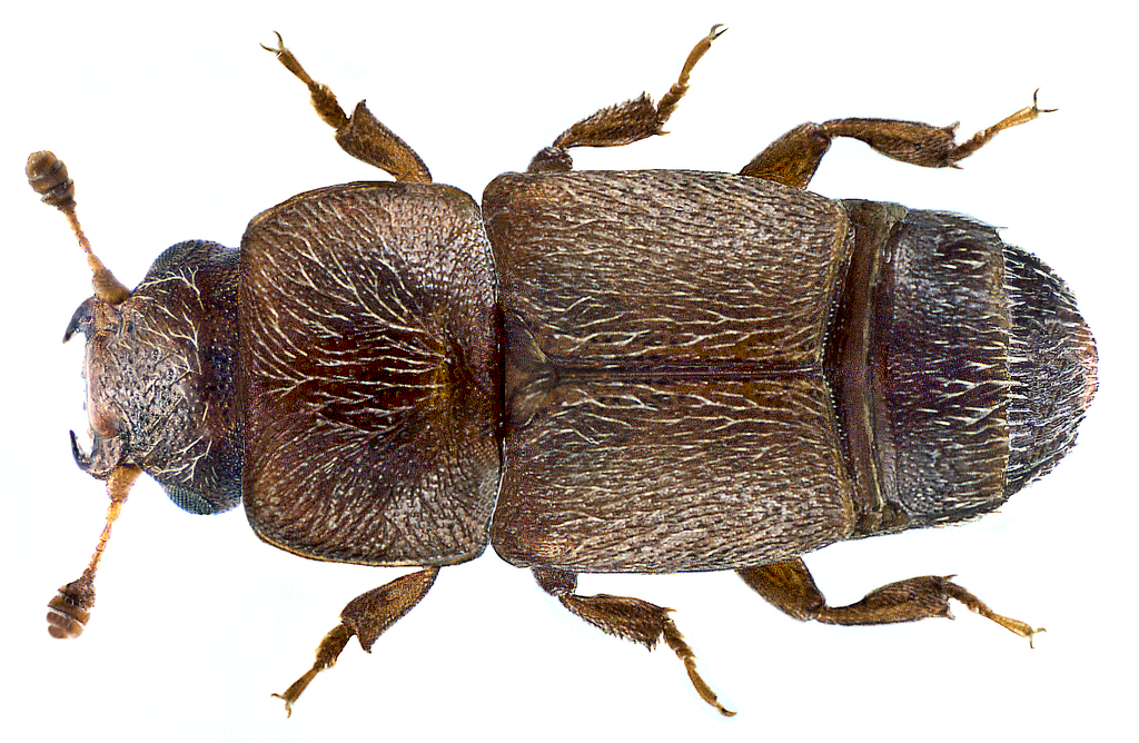 Carpophilus truncatus