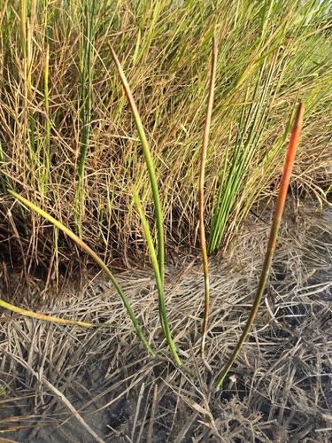 Image of Eleocharis dulcis by (c) jimmy, some rights reserved (CC BY)