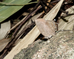 Surendra quercetorum