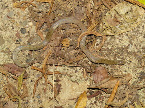 Tamaulipan Hook-nosed Snake
