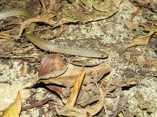 Tamaulipan Hook-nosed Snake