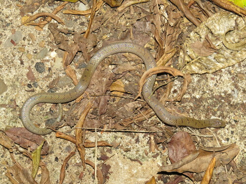 Tamaulipan Hook-nosed Snake