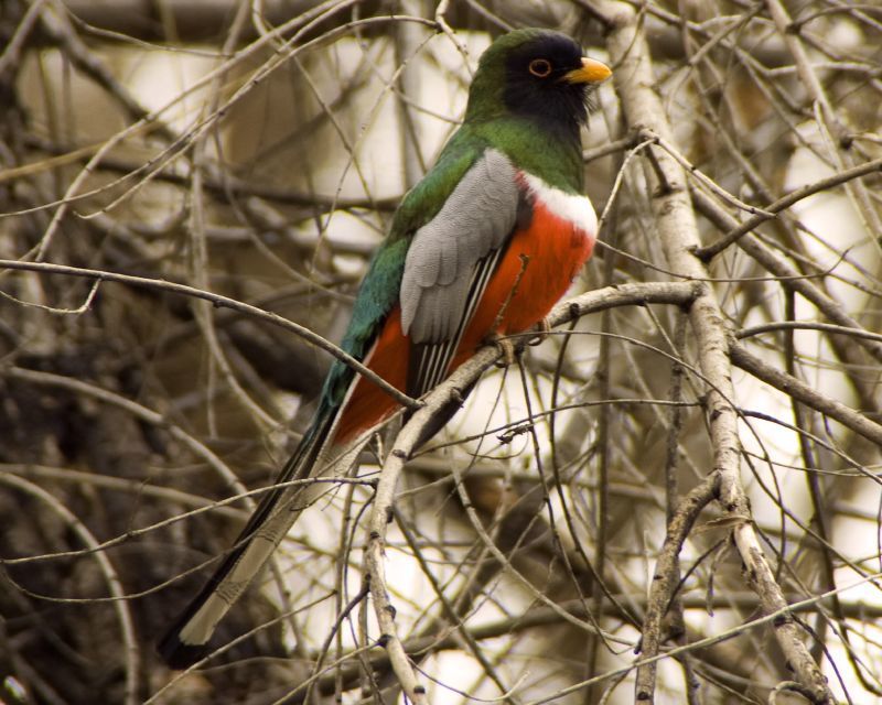 Elegant Trogon